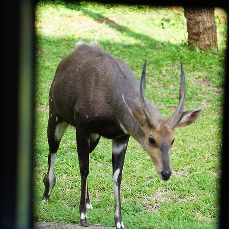マールロス・パーク Giraffe Plainsヴィラ エクステリア 写真