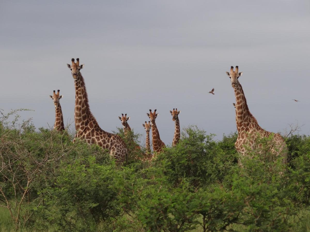 マールロス・パーク Giraffe Plainsヴィラ エクステリア 写真
