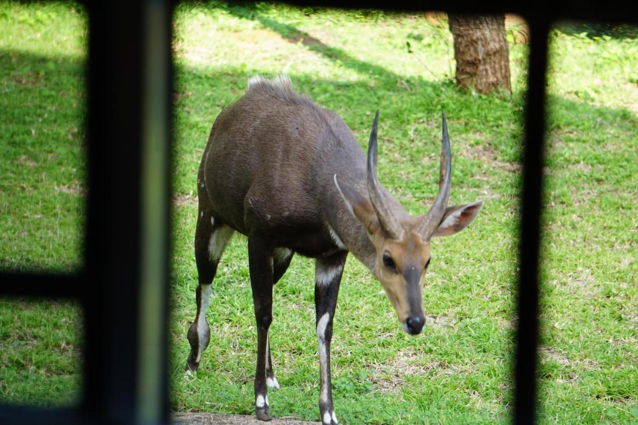 マールロス・パーク Giraffe Plainsヴィラ エクステリア 写真